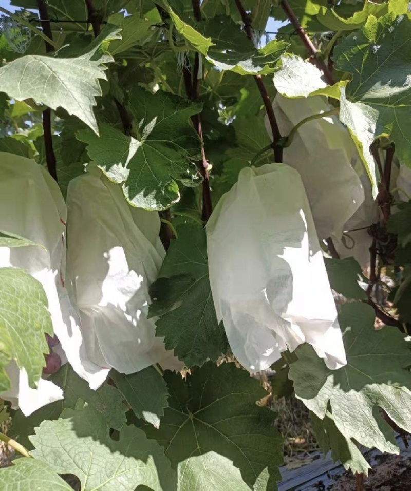 夏黑葡萄纯甜种植夏黑葡萄