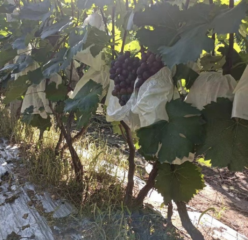 夏黑葡萄纯甜种植夏黑葡萄