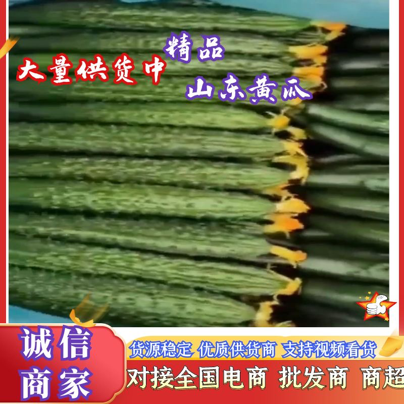 山东黄瓜，兰陵县密刺黄瓜，产地直供大量供应电商及各大市场