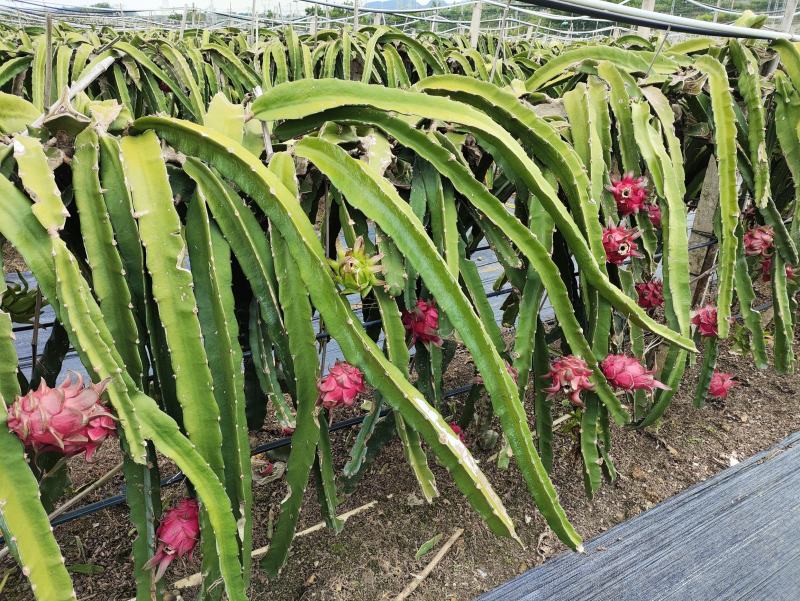 【提供技术指导】红宝龙红心火龙果苗大量供应对接全国客商