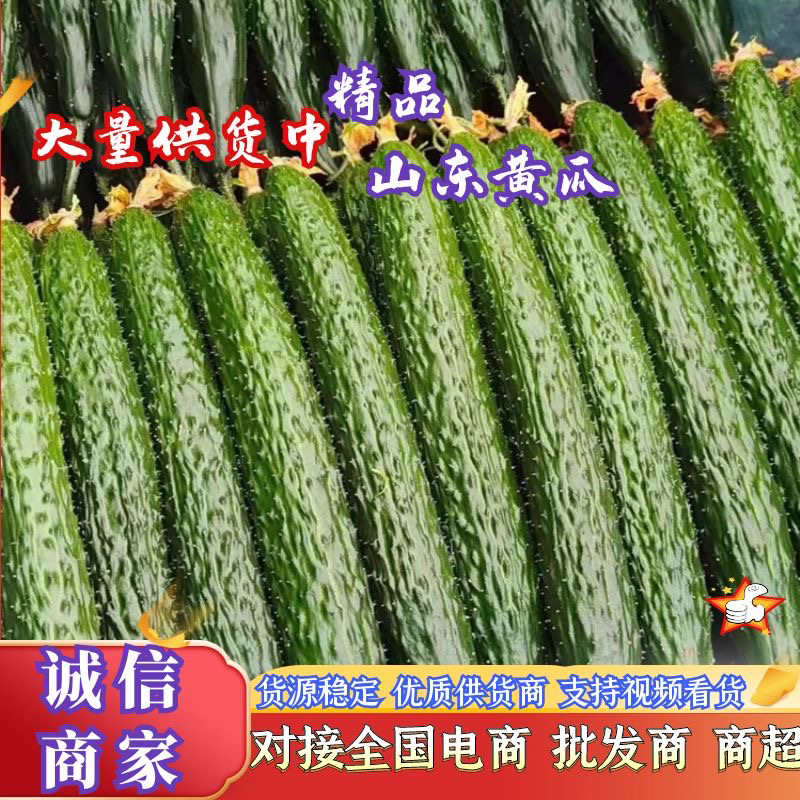 山东黄瓜，密刺黄瓜，产地直发，大量供应商超，电商各大市场