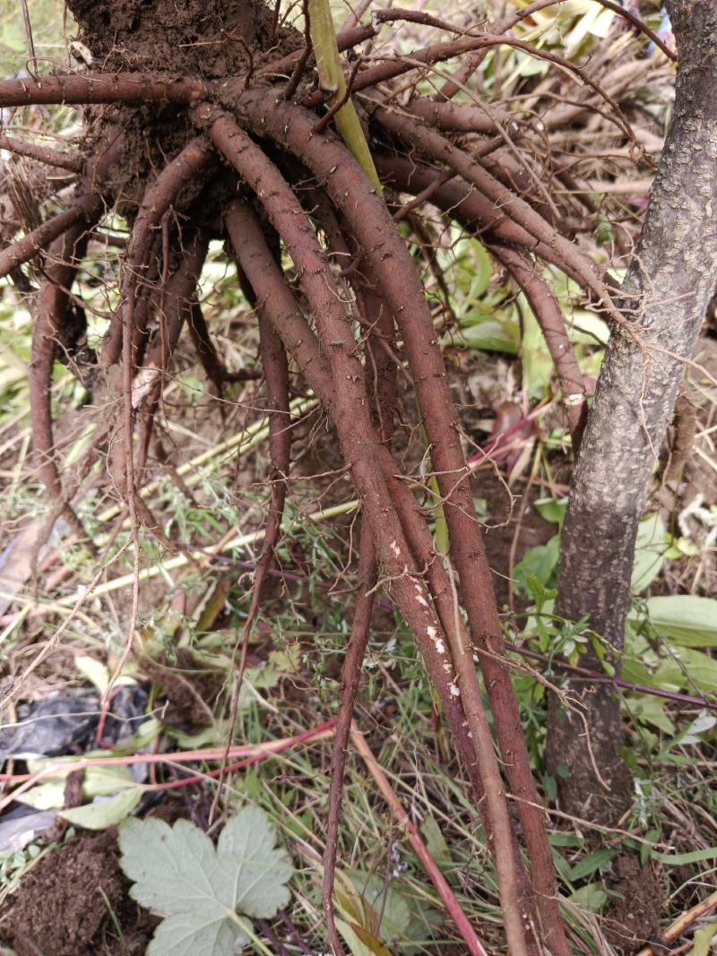 芍药干货