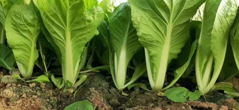 奶白菜
