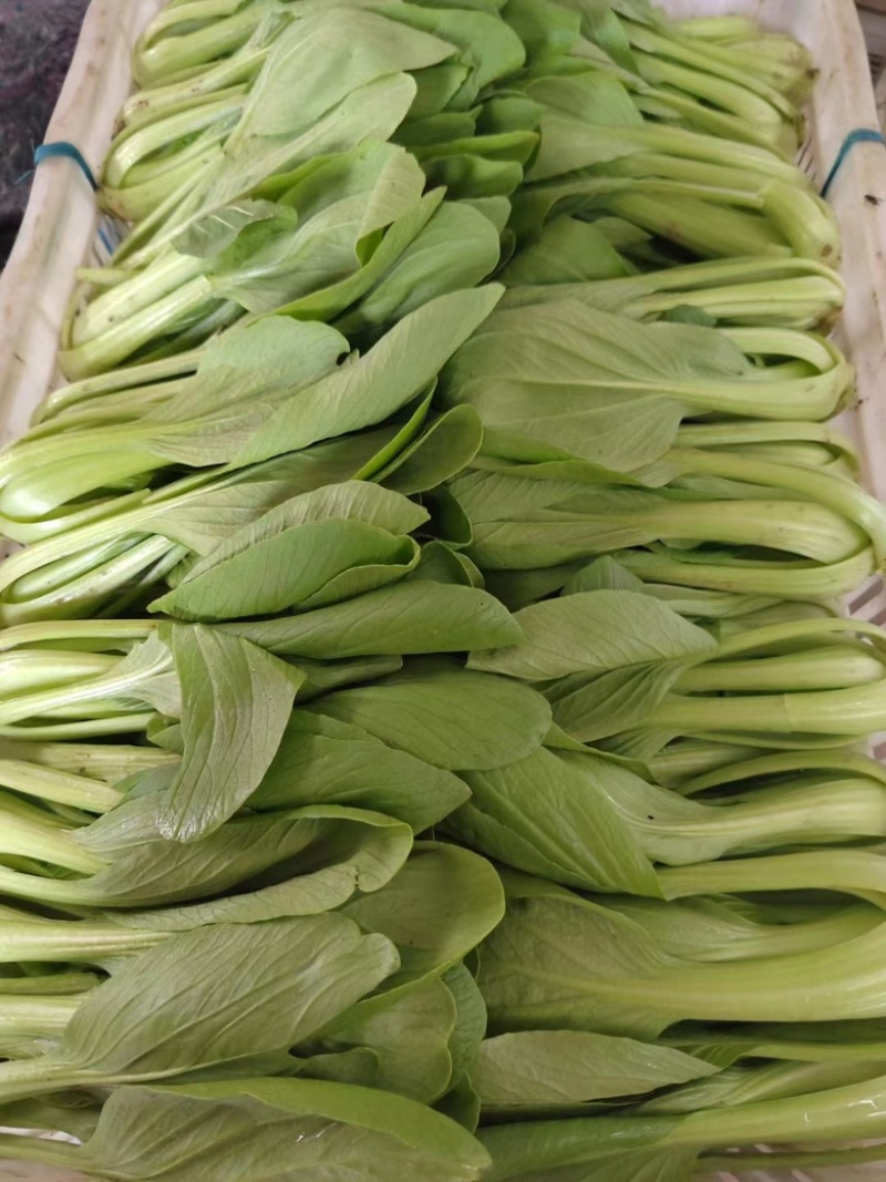 精品上海青供不应求大量有货