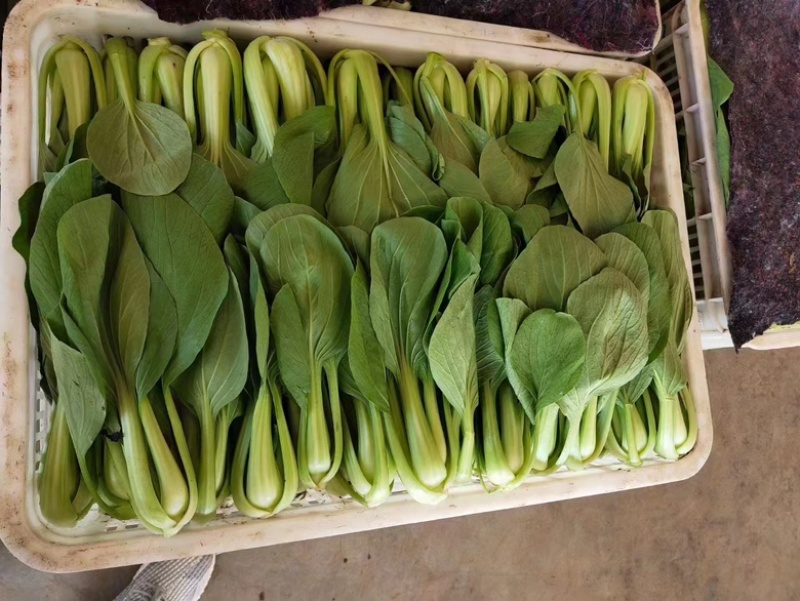 精品上海青供不应求大量有货