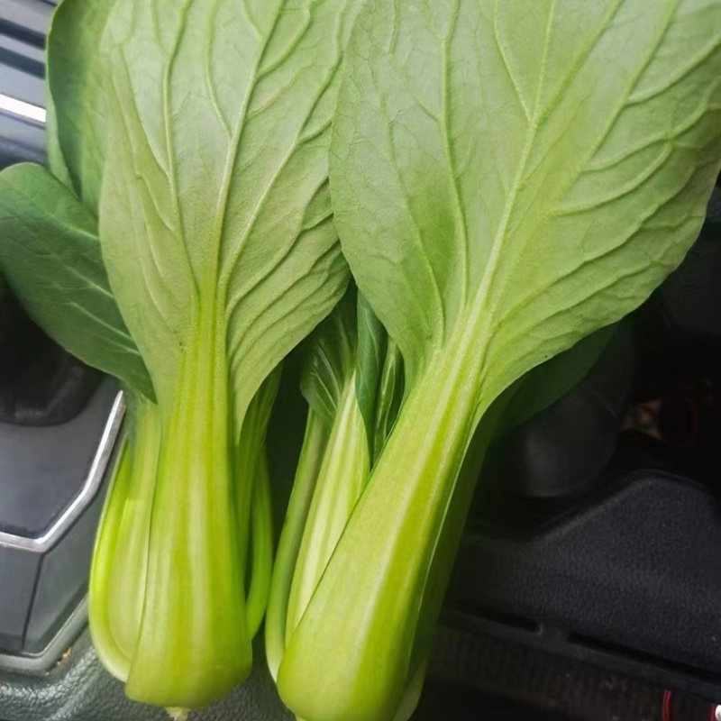 精品上海青供不应求大量有货