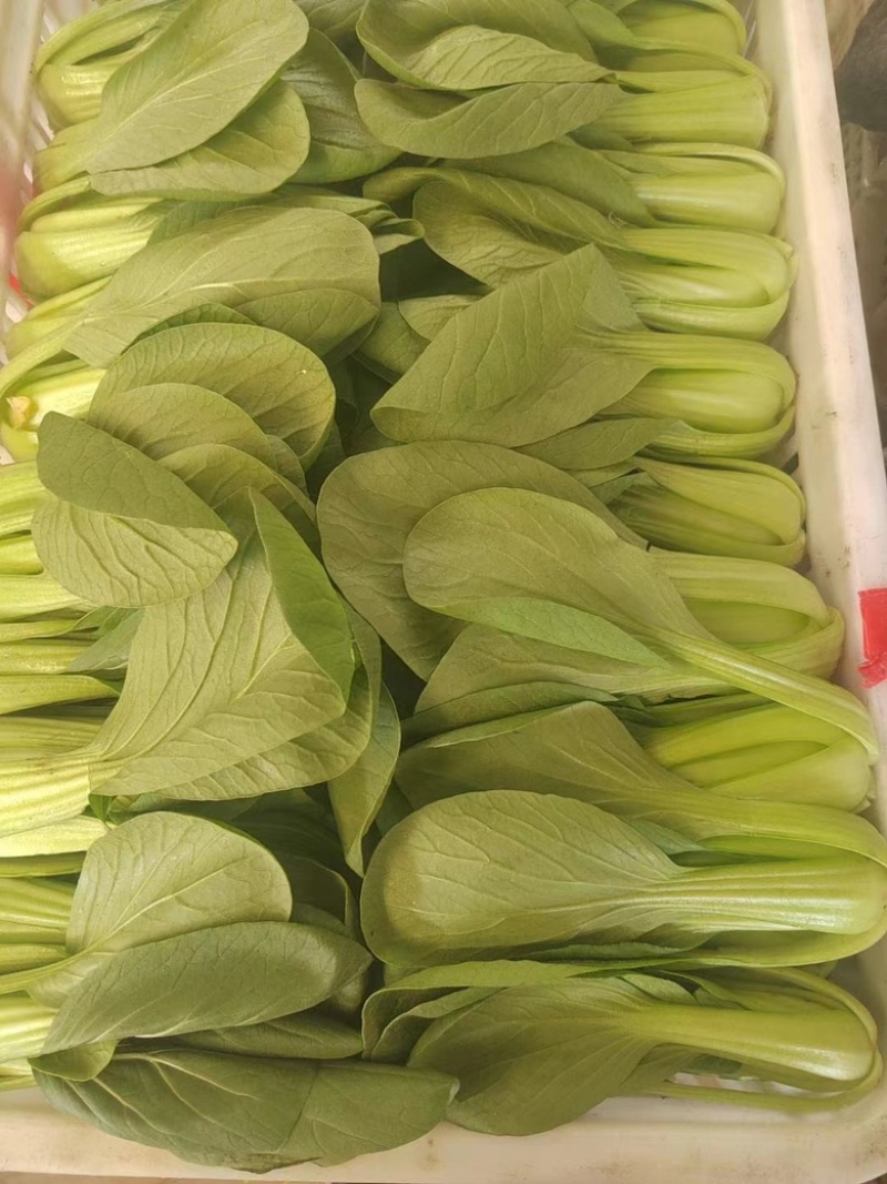精品上海青供不应求大量有货