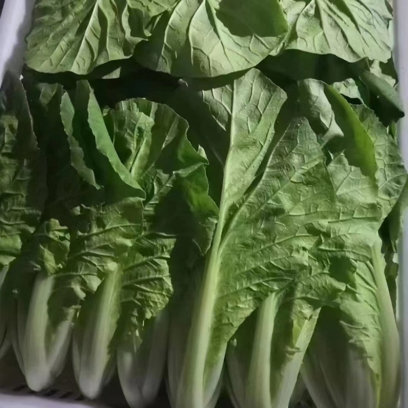 奶白菜