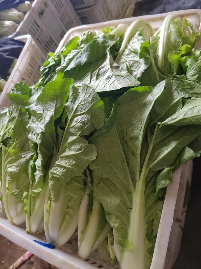 奶白菜