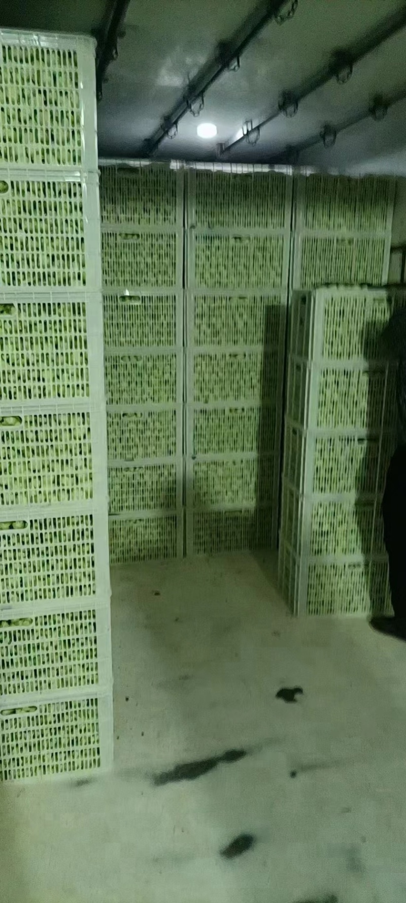 精品上海青供不应求大量有货