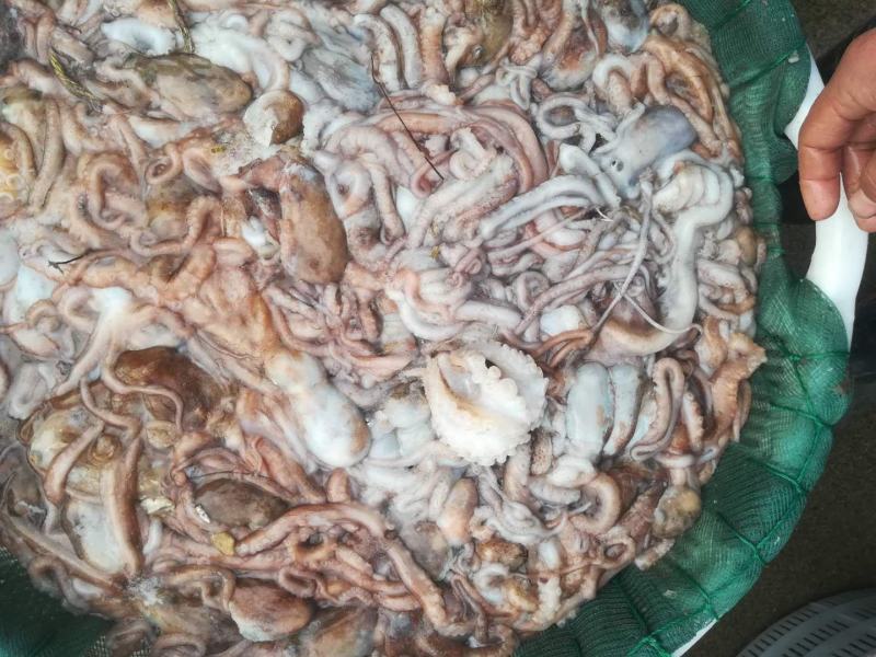 八爪鱼长腿八爪鱼章鱼