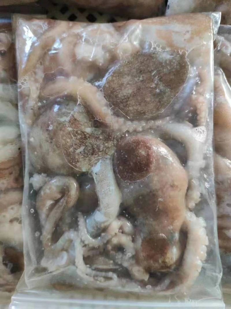 八爪鱼长腿八爪鱼章鱼