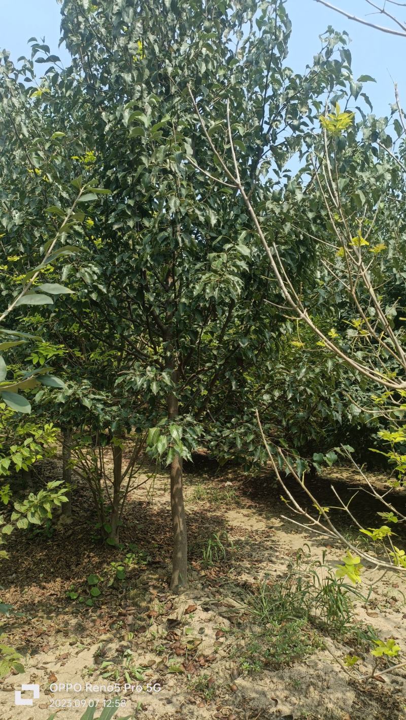 彩叶豆梨，丛生彩叶豆梨