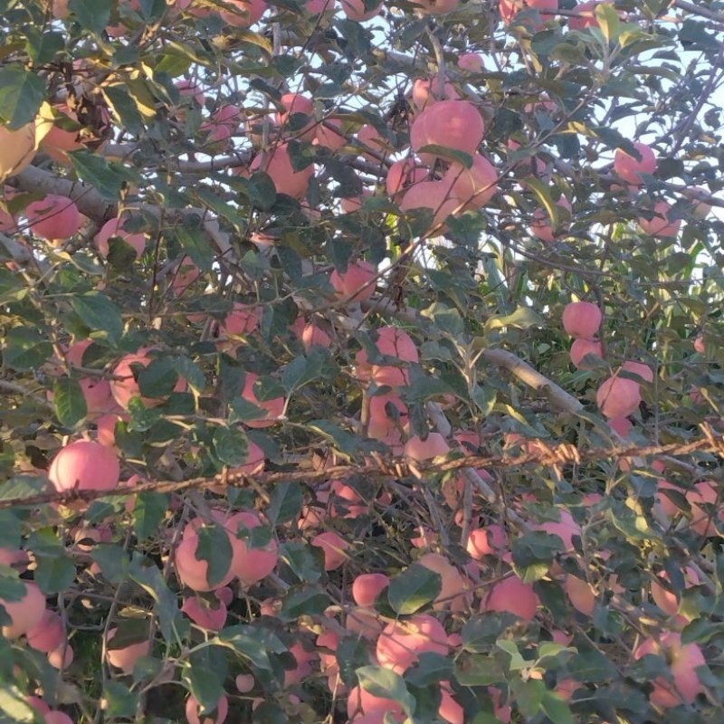 红富士苹果