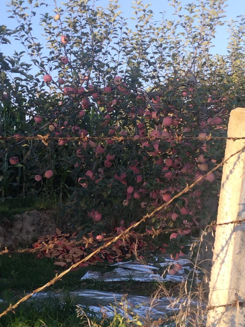红富士苹果