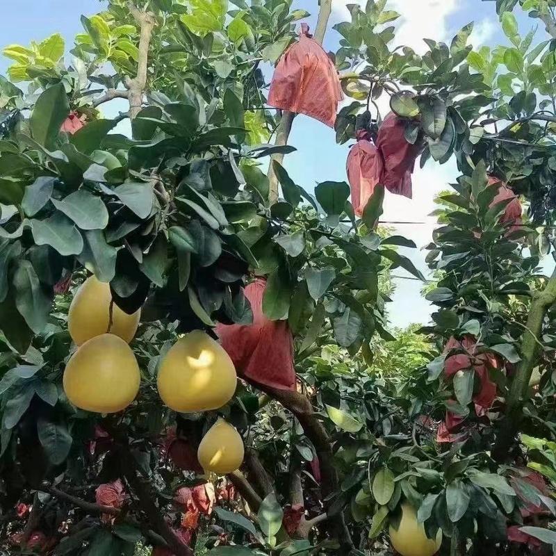 福建平和官溪蜜柚三红柚产地直发货源充足可视频看货