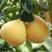 福建平和官溪蜜柚三红柚产地直发货源充足可视频看货