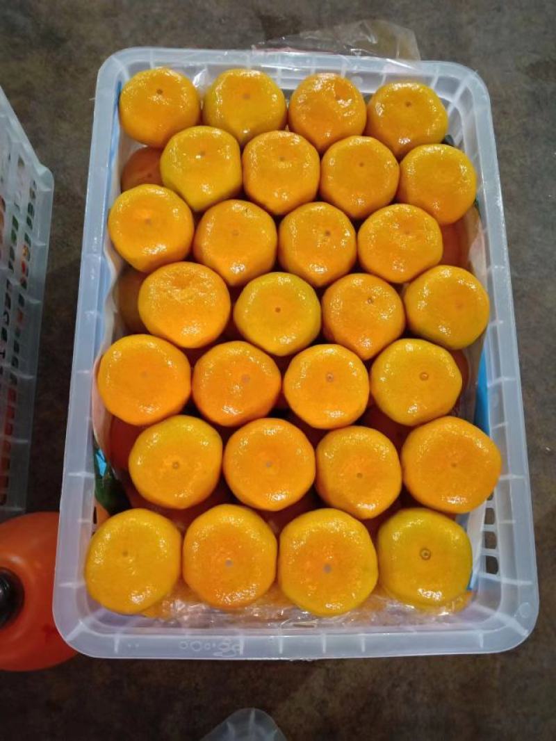 云南高原无核蜜桔皮薄果型好肉嫩水份充足欢迎订购
