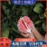平和官溪柚子/蜜柚一手货源/基地直发/货源充足价格美丽