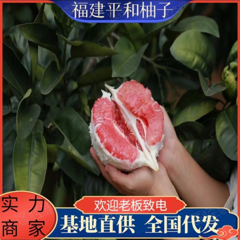 平和官溪柚子/蜜柚一手货源/基地直发/货源充足价格美丽