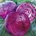 紫悦紫甘蓝种子结球甘兰晚熟耐裂抱球包菜籽种春秋播种卷心菜