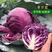 紫悦紫甘蓝种子结球甘兰晚熟耐裂抱球包菜籽种春秋播种卷心菜