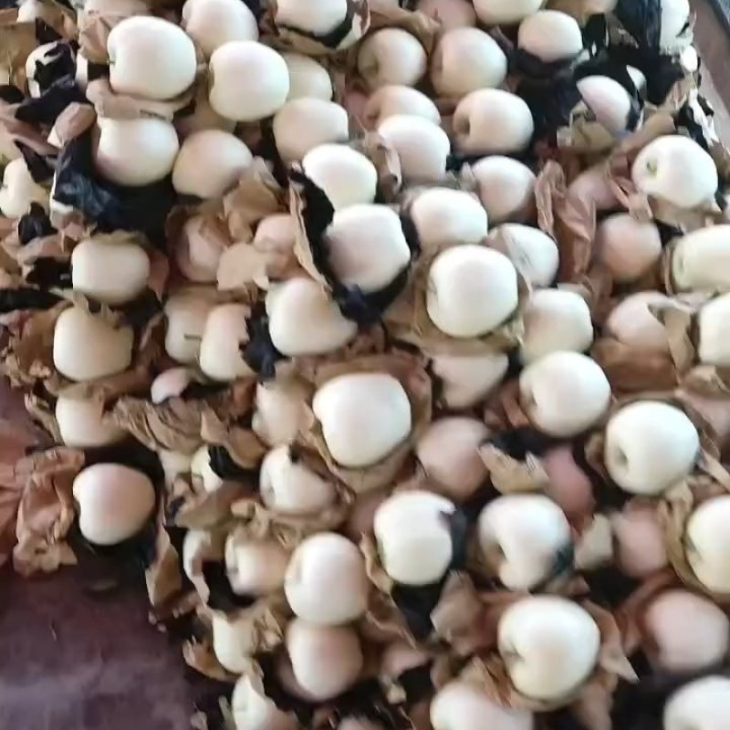 甘肃秦安高山精品瑞雪白。