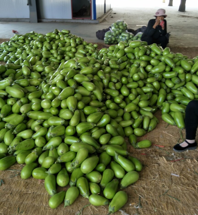 《推荐》青茄大量上市，基地直供，质量好价格低，一条龙服务