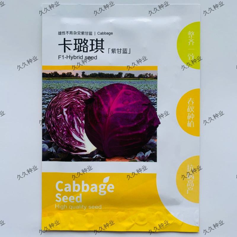 卡璐琪紫甘蓝种子中熟杂交圆球紧实紫甘蓝种子春秋季
