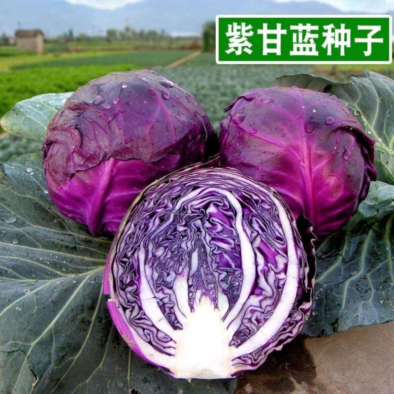 卡璐琪紫甘蓝种子中熟杂交圆球紧实紫甘蓝种子春秋季