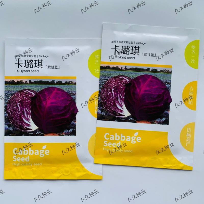 卡璐琪紫甘蓝种子中熟杂交圆球紧实紫甘蓝种子春秋季