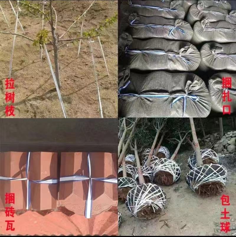 绿化布条