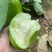 《实力商家》青茄大量上市,河南茄子,青茄子