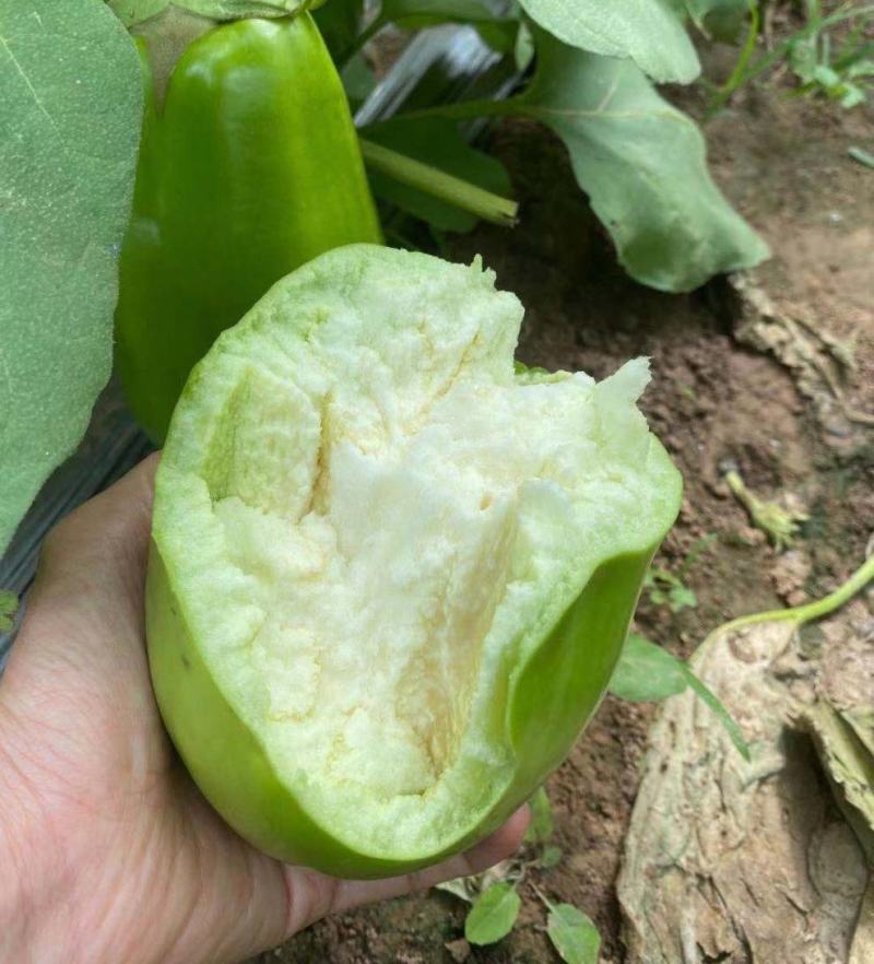《实力商家》青茄大量上市，河南茄子，青茄子