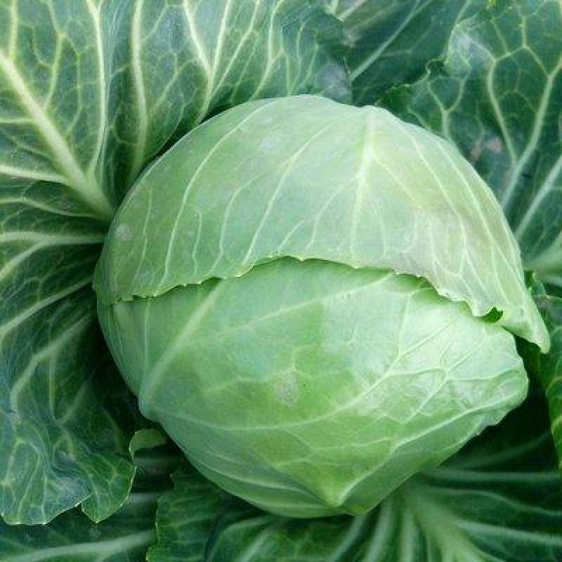 伯爵甘蓝种子正圆形甘蓝菜种籽抗病抗热高产绿色卷心菜包头菜
