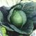 伯爵甘蓝种子正圆形甘蓝菜种籽抗病抗热高产绿色卷心菜包头菜