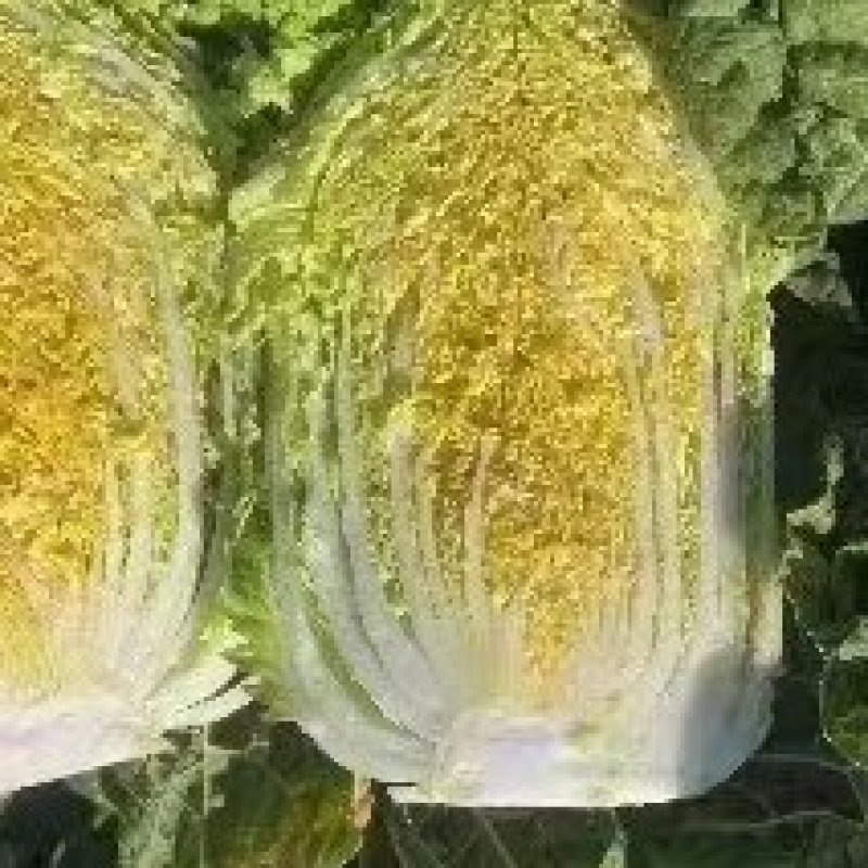 精品黄心白菜杠菜、市场菜，酸菜厂菜大量有货保质保量。