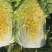 精品黄心白菜杠菜、市场菜,酸菜厂菜大量有货保质保量。
