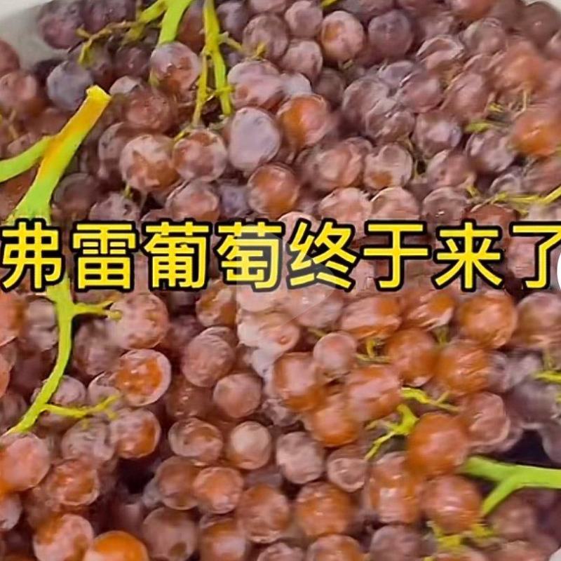 新疆弗雷葡萄大量上市了，统货更接地气！