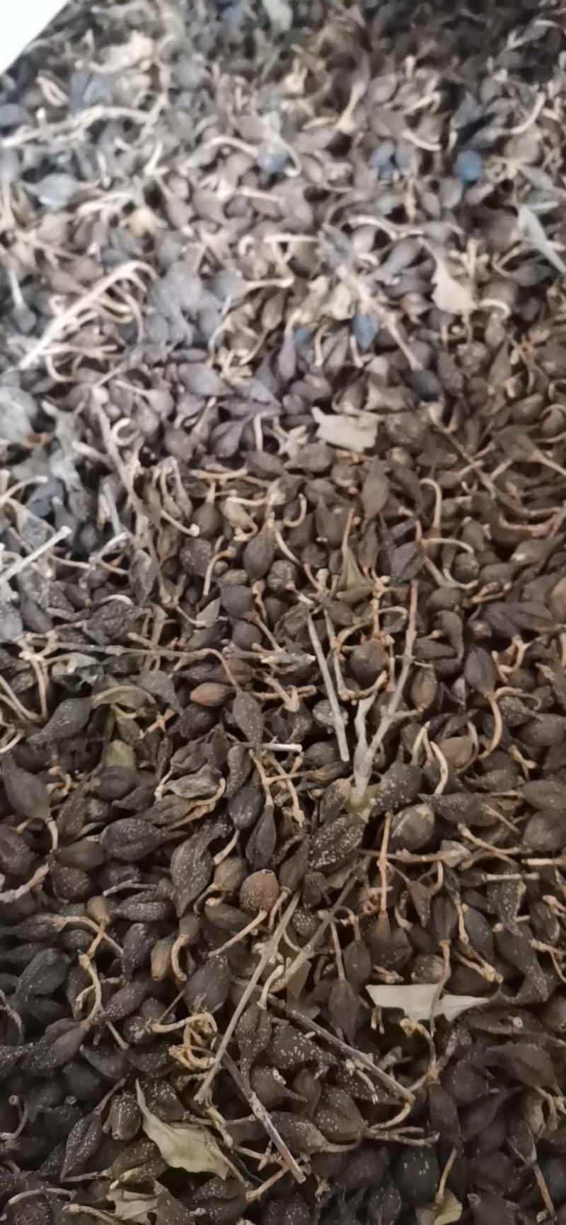 连翘对接各大电商，各大药材批发市场一件代发