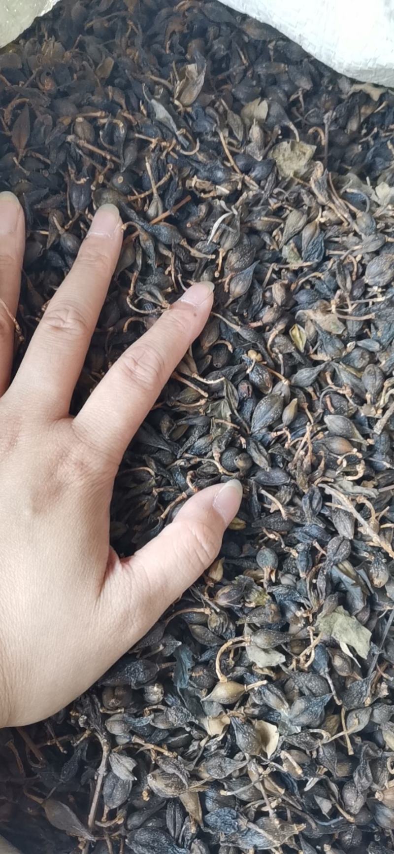 连翘对接各大电商，各大药材批发市场一件代发