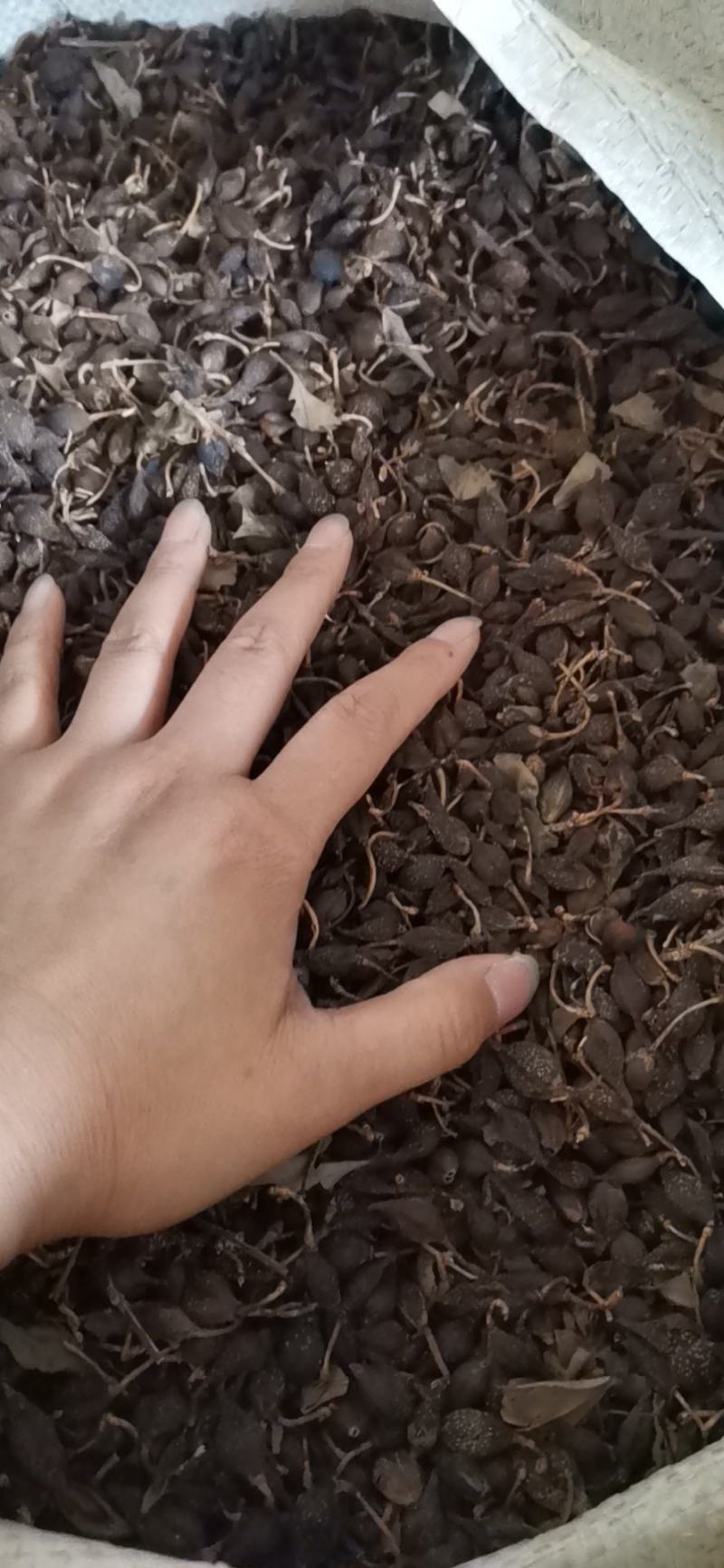 连翘对接各大电商，各大药材批发市场一件代发