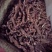 精品石菖蒲，干货量大质优，保质保量药用价值高，对接全国