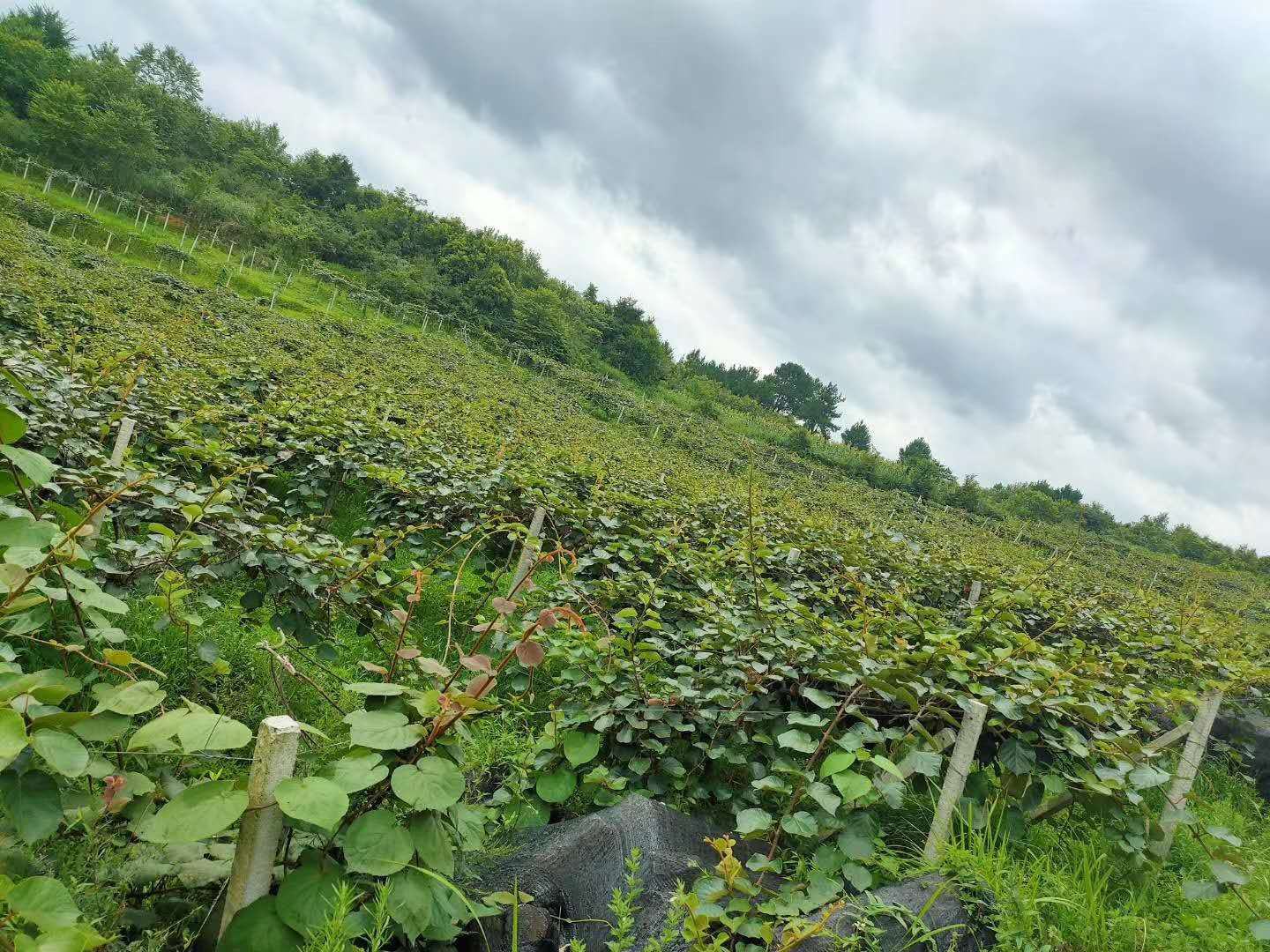现代化农产品质检实验室场景,身穿白大褂的技术人员正在操作液相色谱仪检测猕猴桃样品中的植物生长调节剂残留,旁边电脑屏幕显示检测图谱,桌上摆放着待检的红心猕猴桃切片样本 实验室工作人员正在进行果蔬农残检测