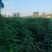 刺槐苗，香花槐白槐，造林用，护坡用，绿化复垦用，竭诚服务