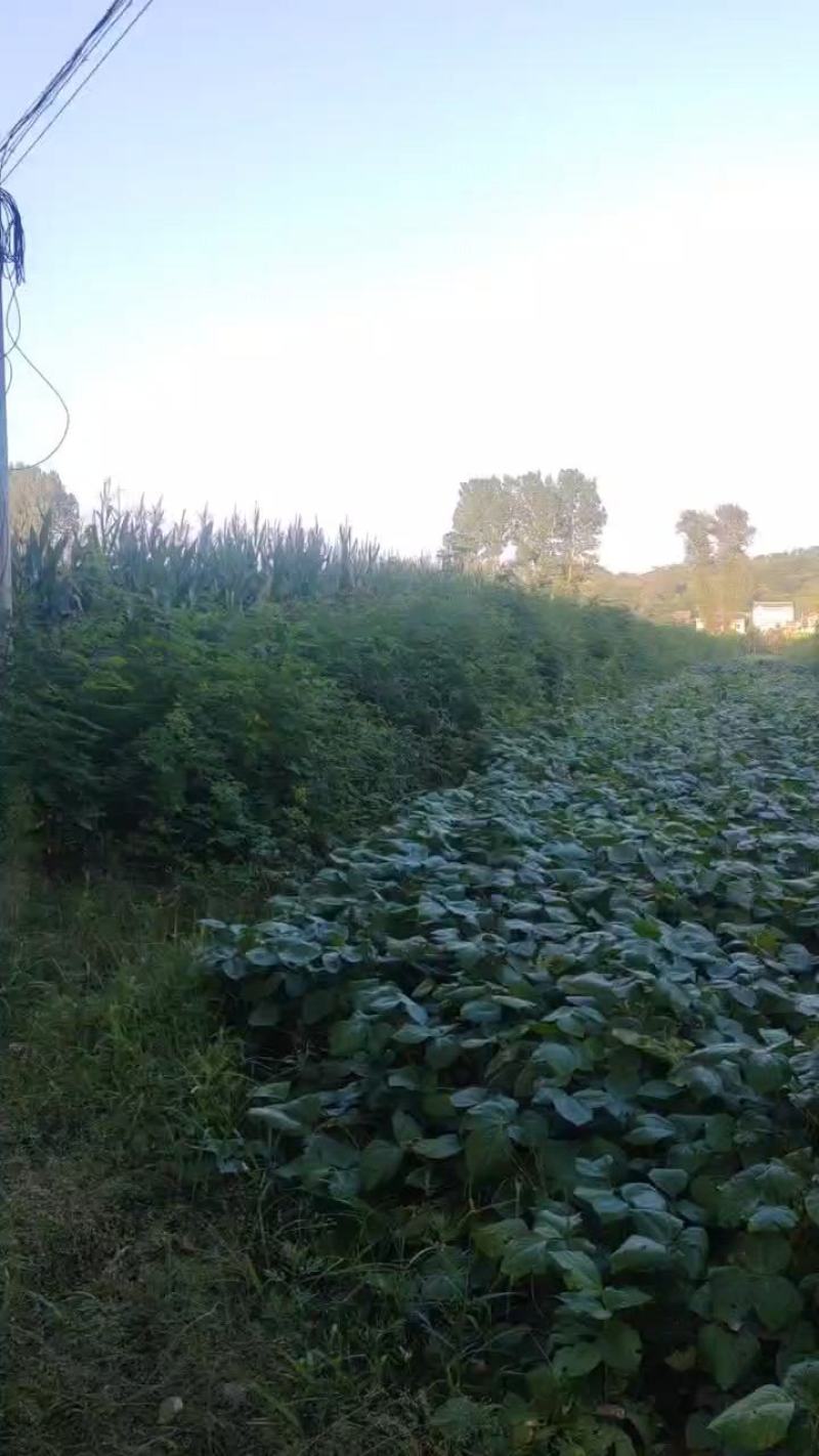 刺槐苗，香花槐白槐，造林用，护坡用，绿化复垦用，竭诚服务