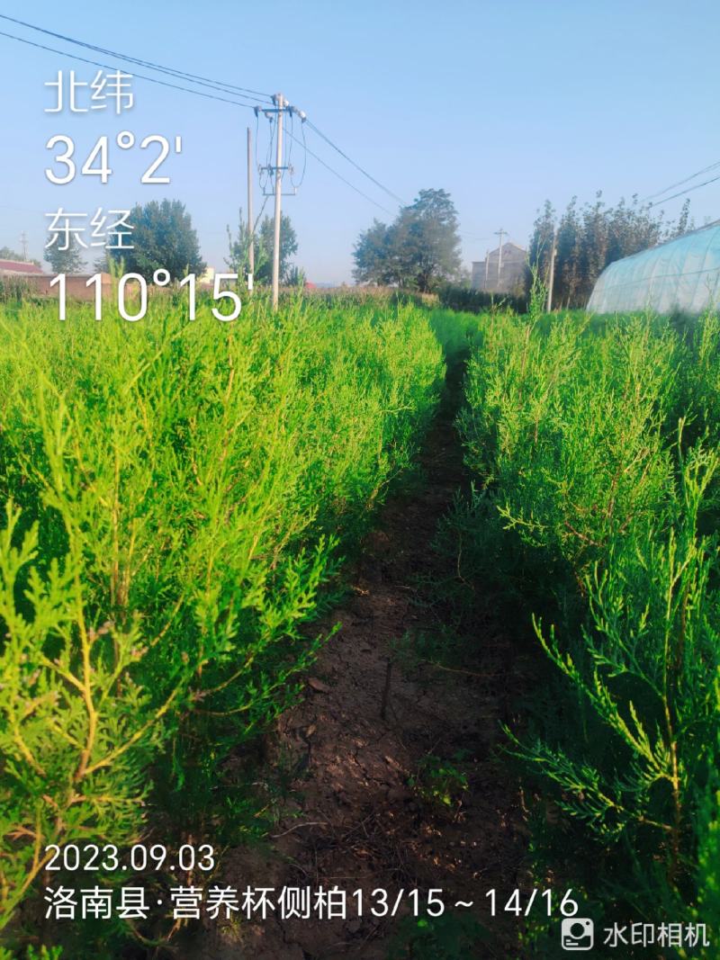 刺槐苗，香花槐白槐，造林用，护坡用，绿化复垦用，竭诚服务