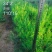 刺槐苗，香花槐白槐，造林用，护坡用，绿化复垦用，竭诚服务