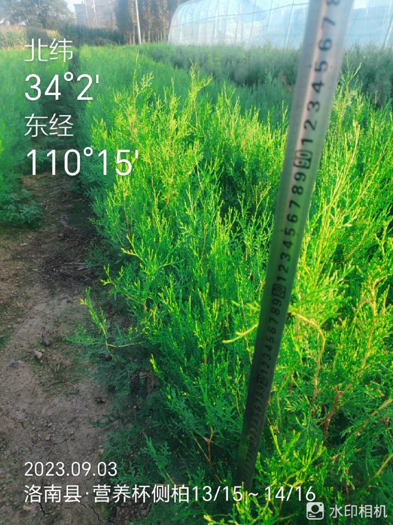 刺槐苗，香花槐白槐，造林用，护坡用，绿化复垦用，竭诚服务