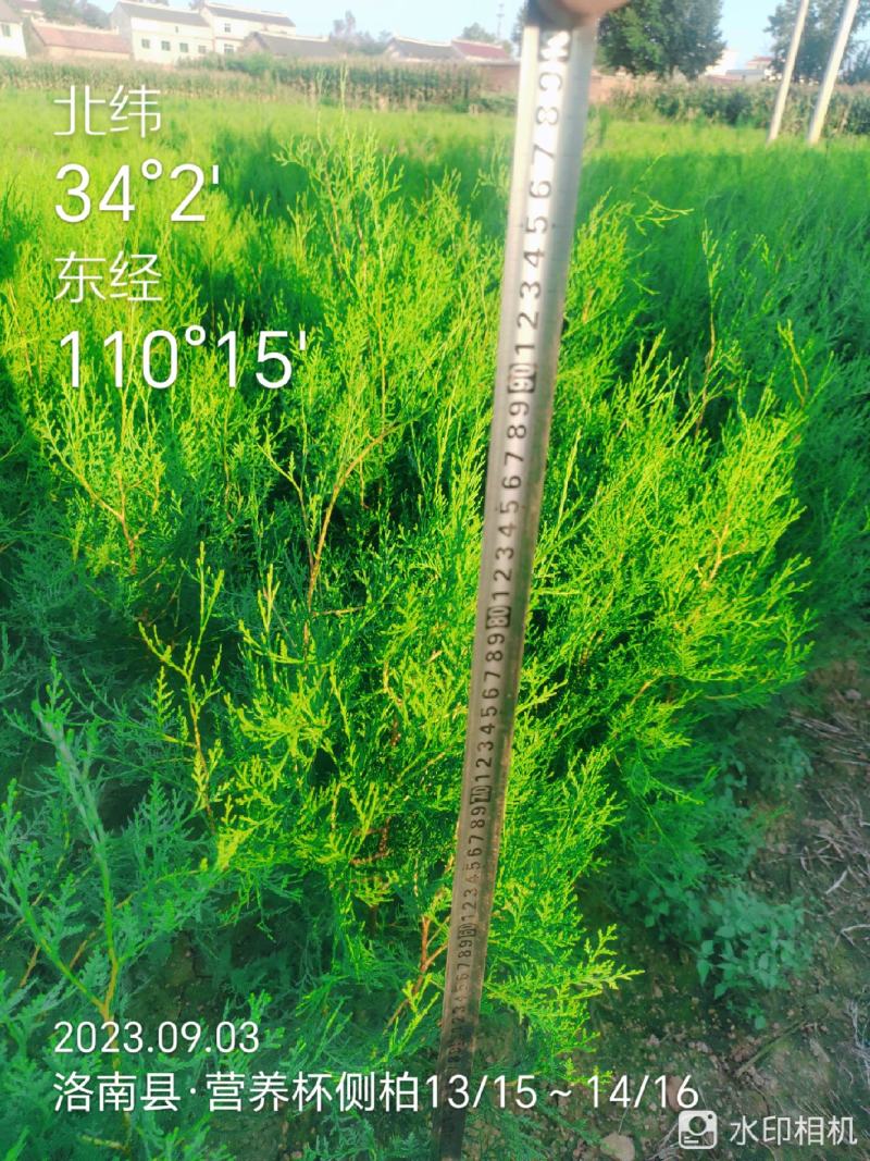 刺槐苗，香花槐白槐，造林用，护坡用，绿化复垦用，竭诚服务